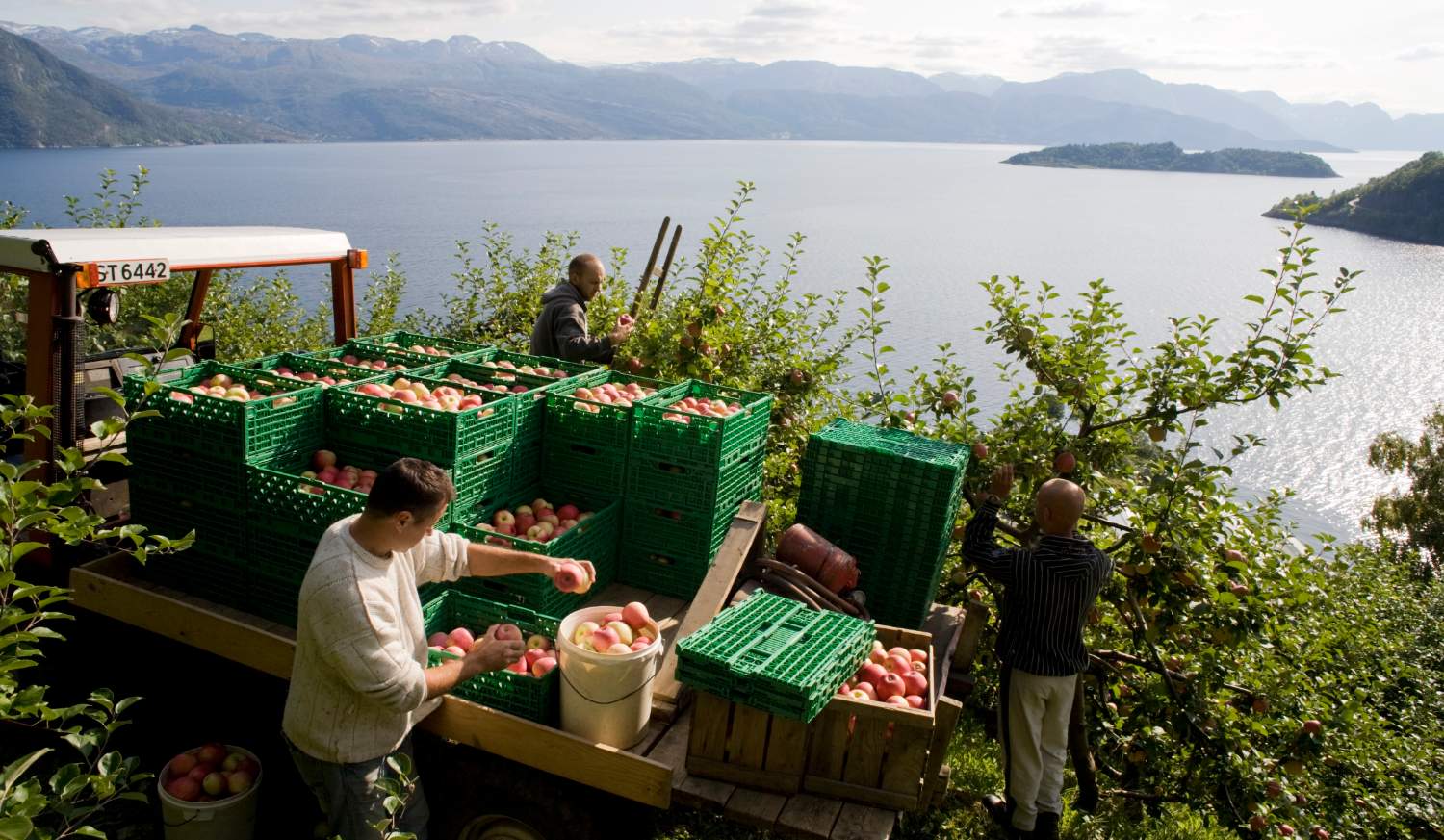 Hardangerfjord - apples