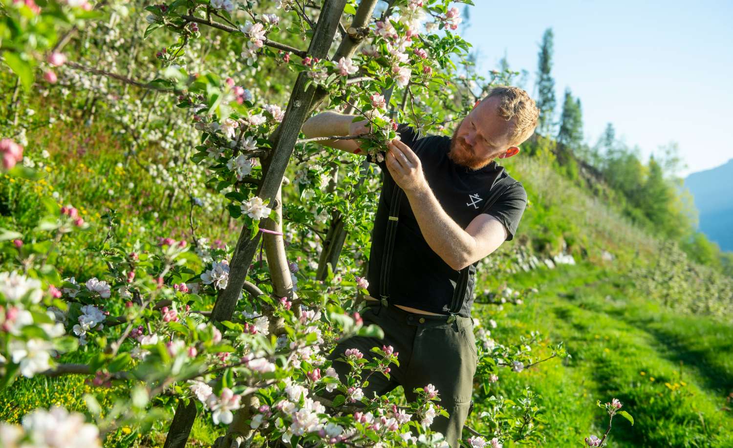 Norwegian apples from Hardanger - fruit farm