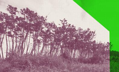 Franz (Purgatorio XXVII-XXXIII)