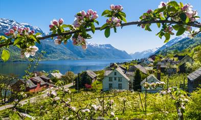 Fruitgarden in Hardanger