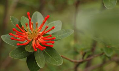 Kjent og ukjent i de sentrale deler av Arboretet