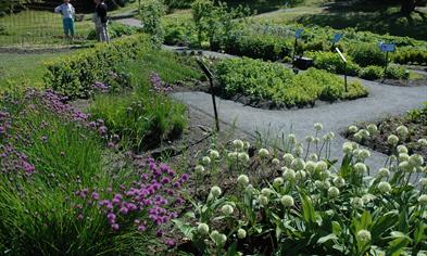 Godbiter i kjøkkenhagen