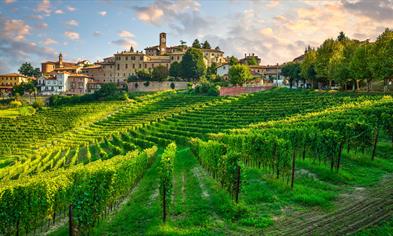 Solo Nebbiolo