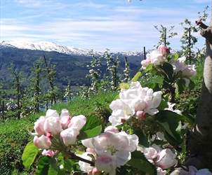 Flowering in Hardanger|