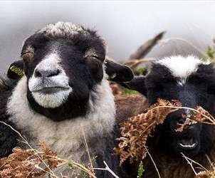 Thumbnail for The wool heritage route - visit wool producers