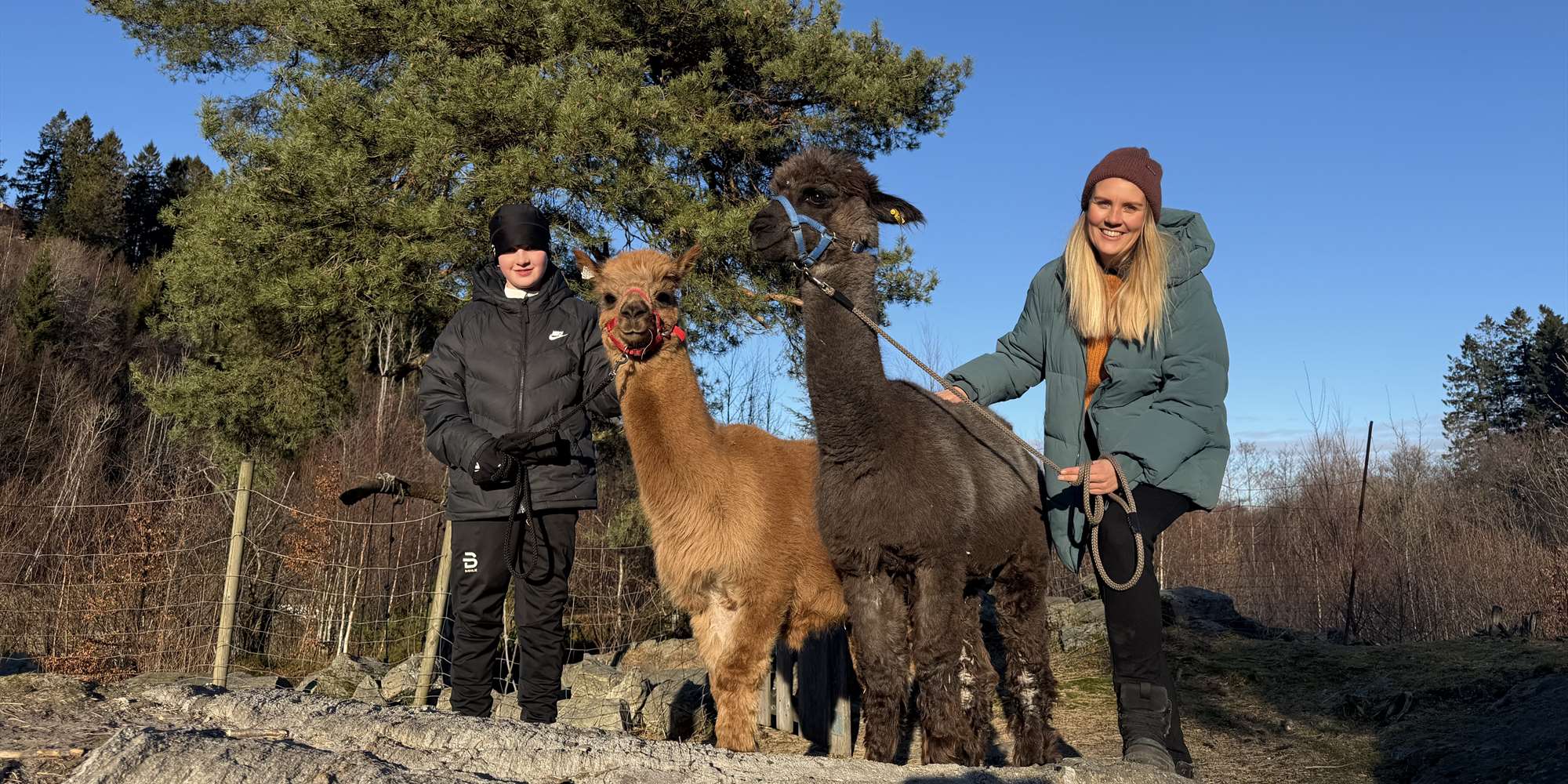 Johanssons alpaca adventure