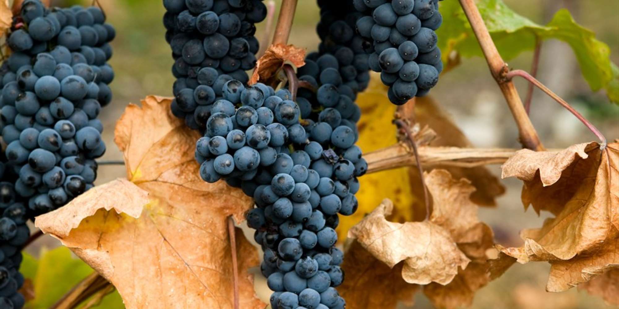 Beaujolais