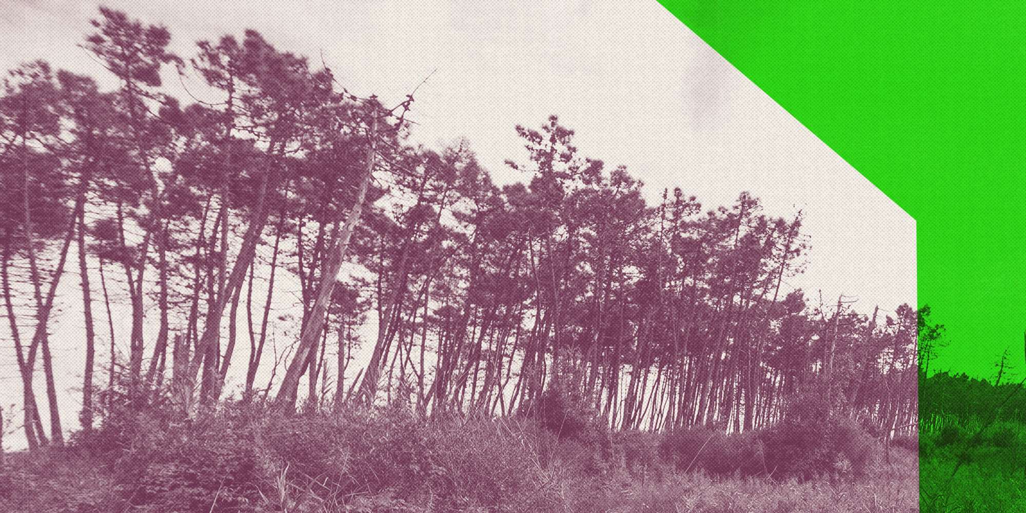 Franz (Purgatorio XXVII-XXXIII)