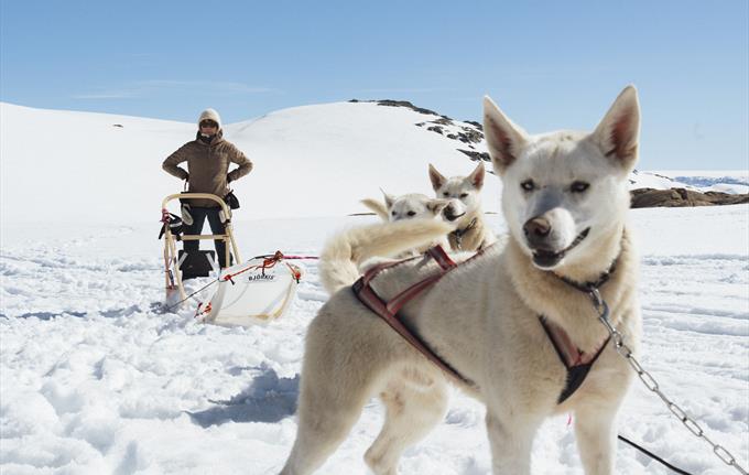 Folgefonna Husky Camp