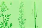 Herbarium