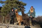 Johanssons alpaca adventure