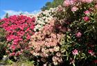 The arboretum and Bergen botanical garden
