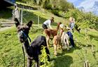 Alpaca walks