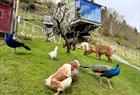Alpaca walks