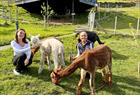 Alpaca walks