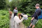Alpaca walks