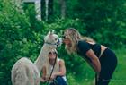 Alpaca walks