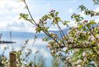 Flowering fruit trees along the Hardangerfjord
