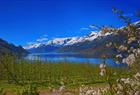 Blooming fruit trees along the Hardangerfjord