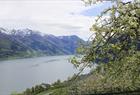 Guided cider tour along the Hardangerfjord