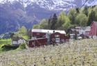 Guided cider tour along the Hardangerfjord