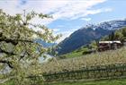 Guided cider tour along the Hardangerfjord