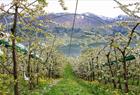 Guided cider tour along the Hardangerfjord