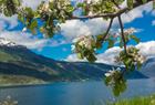 A view of the Hardangerfjord