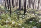 Spiderweb at the forest floor