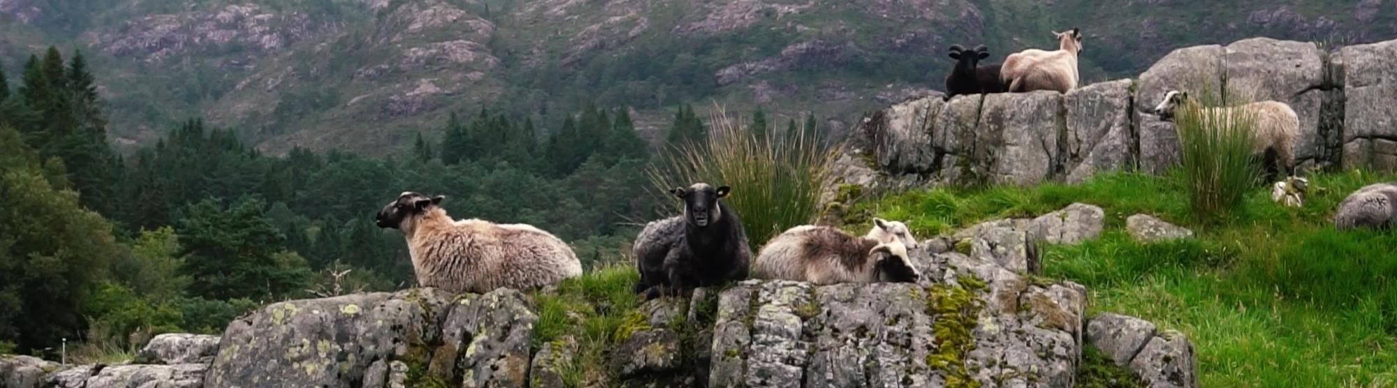 Wild sheep in Norway