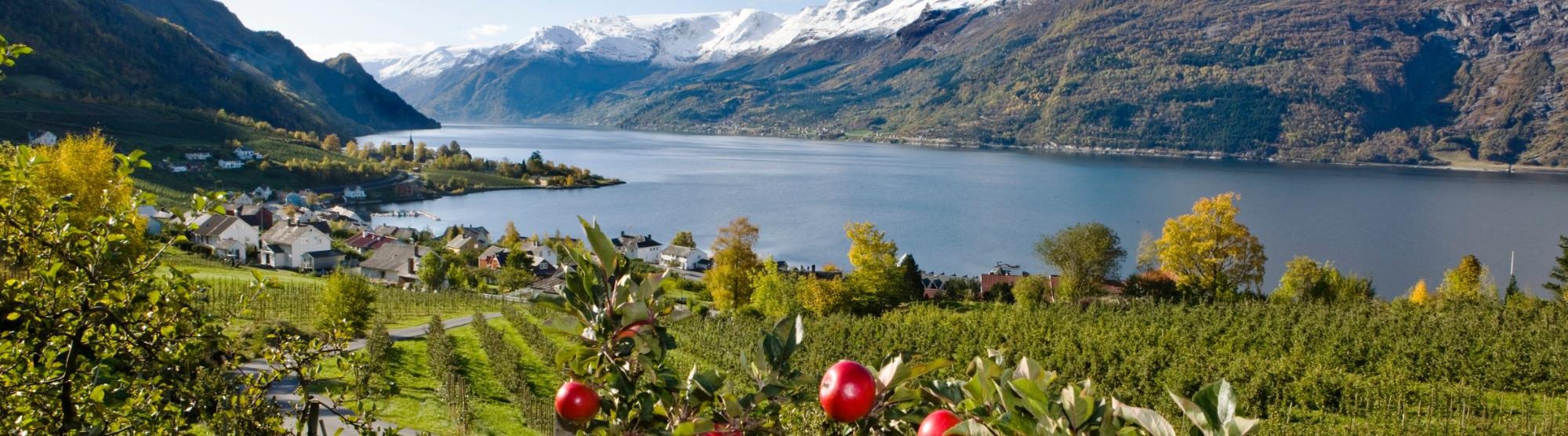 Apples from Hardanger - the best in Norway
