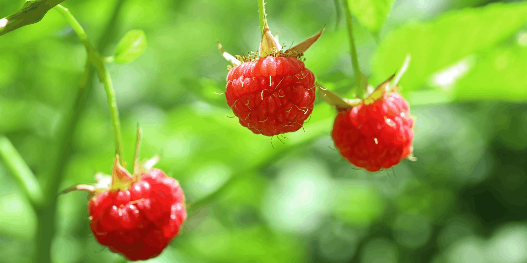 Bringebærlandet Bringebærlandet