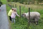 Children saying hi to sheep