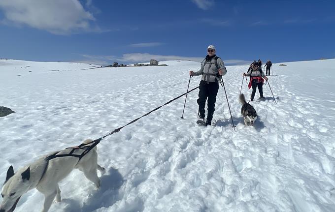 Half day dogsledding at Folgefonna glacier